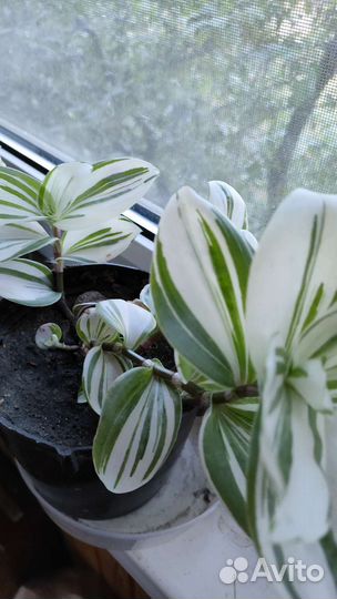 Традесканция белая с розовым. Триколор