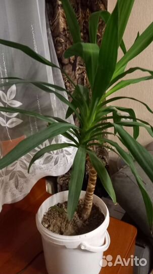 Пальма юкка