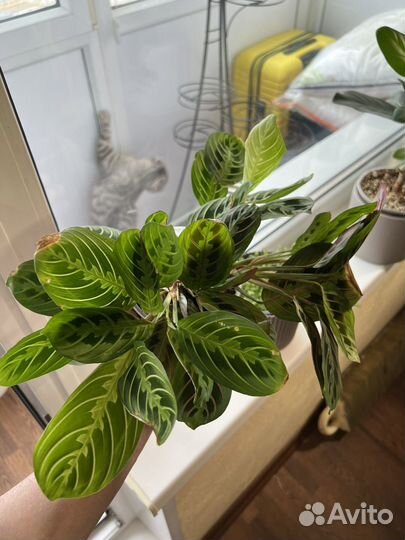 Маранта лимон лайм и триколор