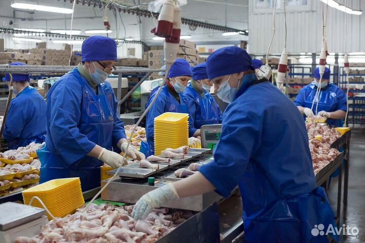 Сортировщик на птицефабрику Тамбовская область