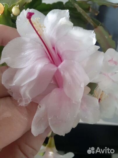 Декабристы