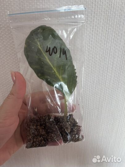 Глоксинии махровые и простые