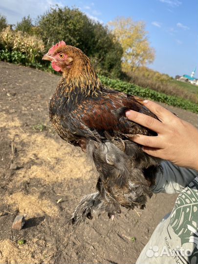 Молодые петухи пароды Брама и Лакендази