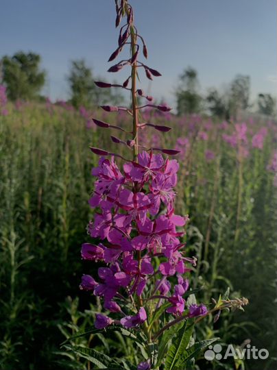 Саженцы иван-чая (кипрея)