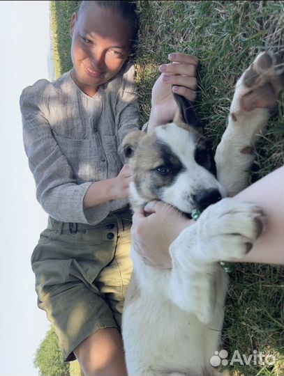 Передержка животных/ догситтер/ кэтситтер