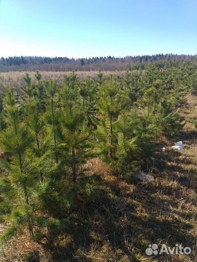 Саженцы кедра