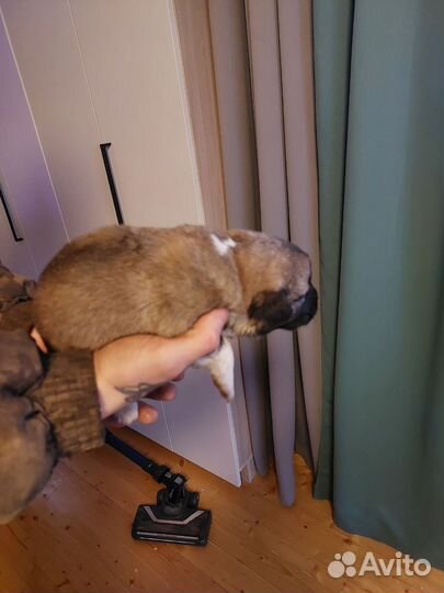 Щенки овчарки