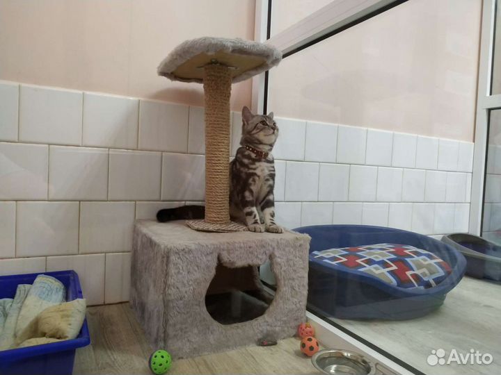 Мини-гостиница для кошек