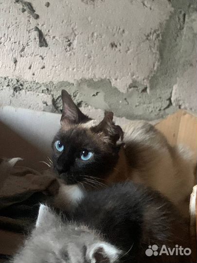 Котят в добрые руки