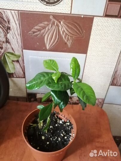 Гардения жасминовидная