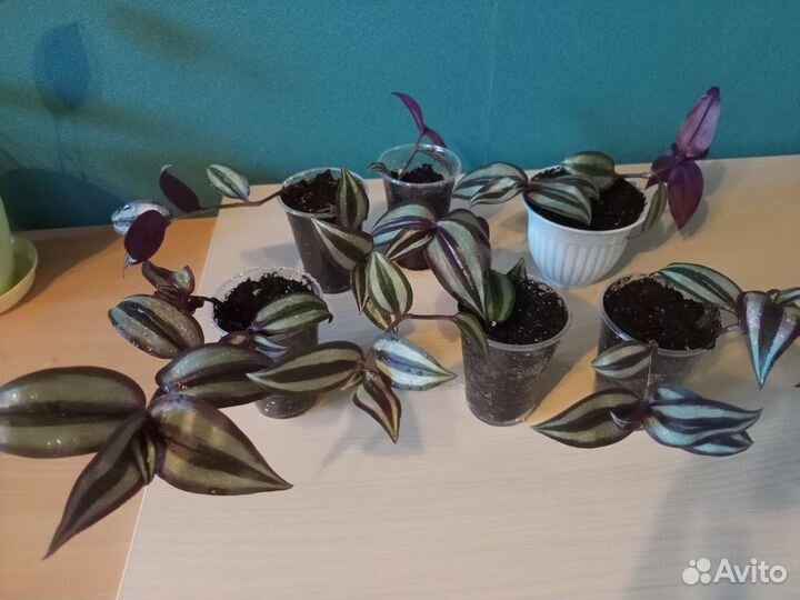 Традесканция 200–250р Талнах