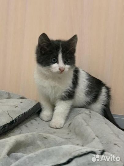 Котенок мальчик