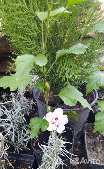 Сирийская роза. Гибискус