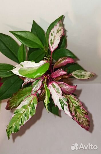 Гибискус, Каламондин вариегатный, Бругмансии