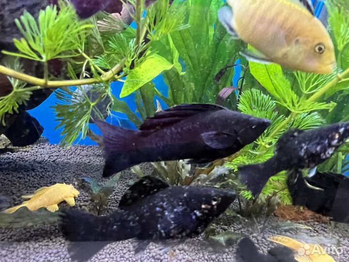 Рыбка аквариумная моллинезия