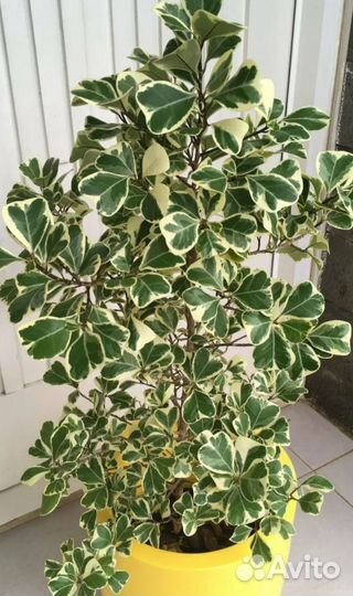 Фикус триангулярис вайт марджин