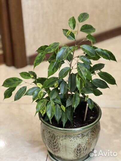 Фикус бенджамина Регидан