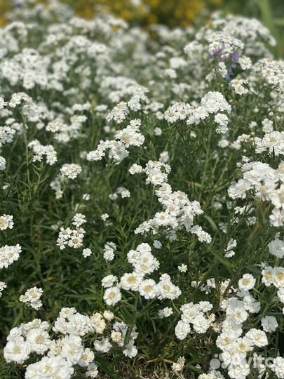 Многолетние цветы для сада