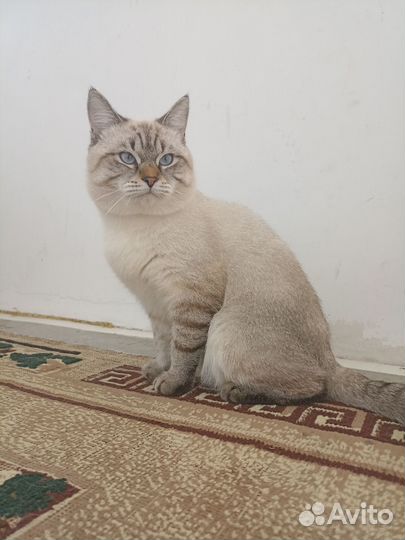 Тайская