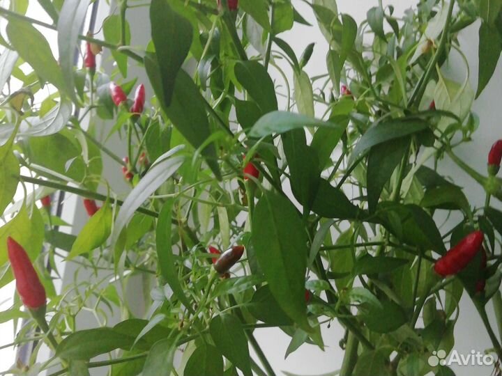 Перец. Декоративный. Комнат. Маленький горький
