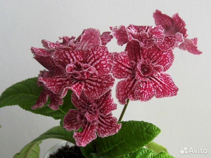 Стрептокарпус, комнатные растения, цветы