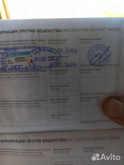 Собака в добрые руки отдам бесплатно