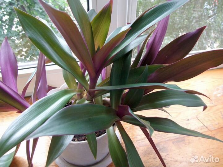 Цветы: Рео, традесканция, сциндапсус