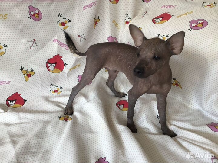 Ксолоитцкуинтли mini