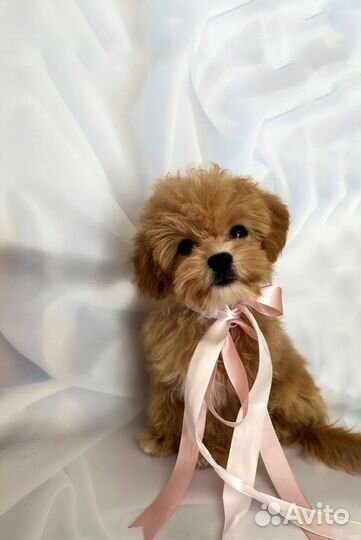 Мальтипу f1 mini