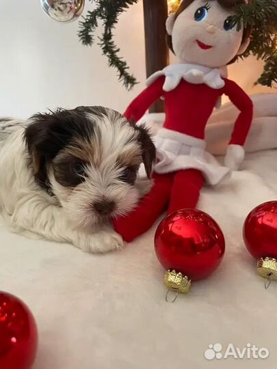 Мальчики и Девочки