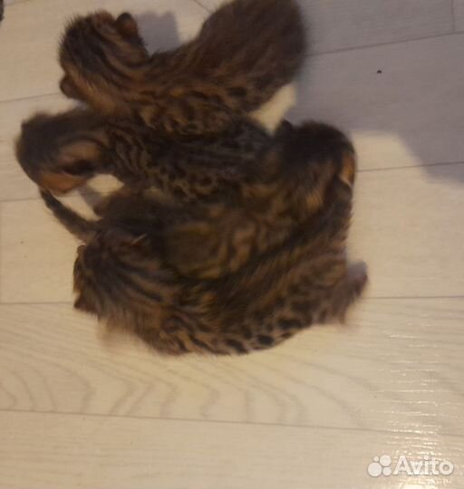 Бенгальские котята