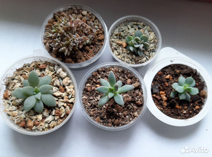 Суккуленты укоренненые