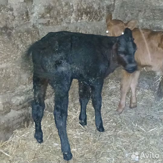 Бычки телки