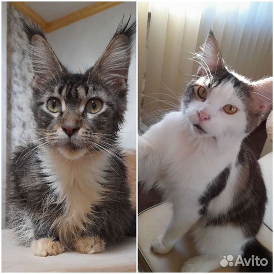 Котята мейн-кун