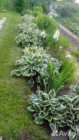 Саженцы хосты