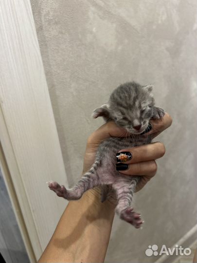 3 кота 3 хвоста котята