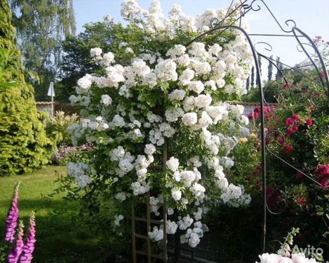 Роза Зоммергольд, Индиголетта, Флорентина