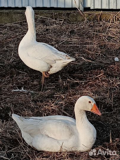 Яйцо инкубационное гусиное, индоутиные