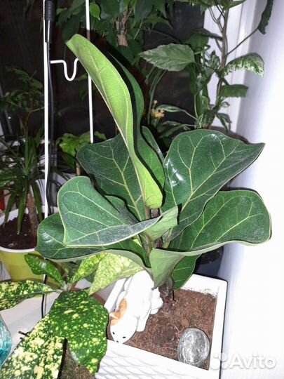 Фикус Лирата и другие цветы