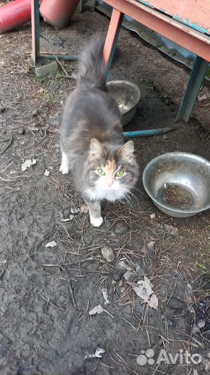 Две кошечки, девочки. Подростки. 5-6 месяцев