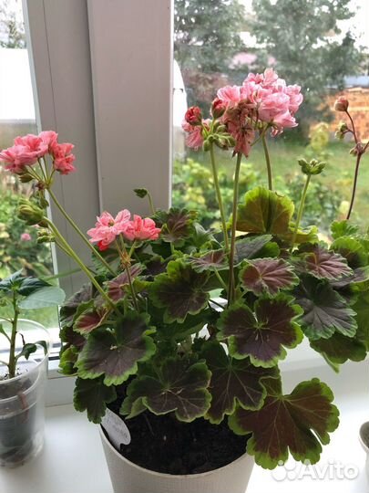 Пеларгонии сортовые