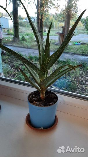 Комнатные растения