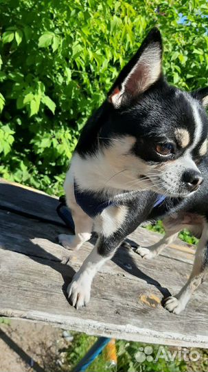 Чихуахуа вязка