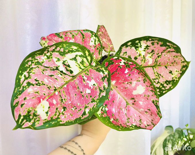 Аглаонема анимани триколор