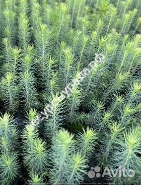 Закрытая система зкс сосна ель обыкновенная окс