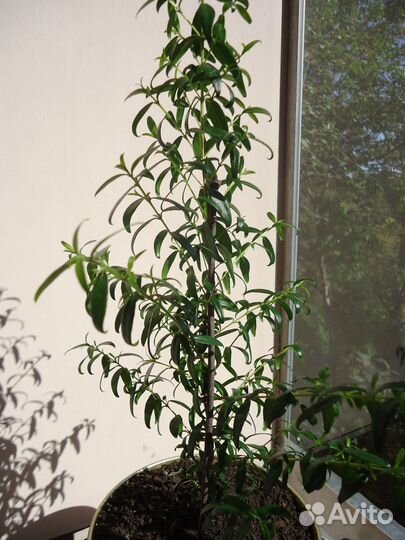 Миртовое дерево