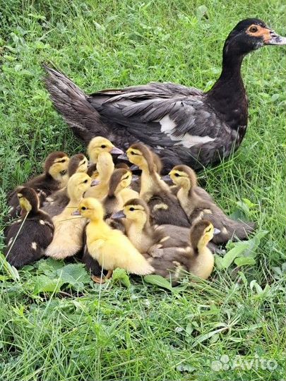 Мускусные утята тяжелой линии