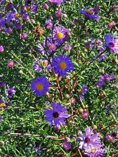 Цветы для клумб