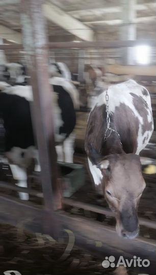 Быки и телки