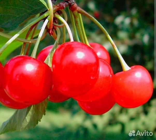 Вишня черешня 